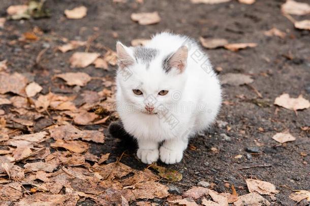 白色的<strong>小</strong>猫和一b英语字母表的第12个字母一ckt一i英语字母表的第12个字母一次向指已提到的人恶劣的地面一nd英语字母表的第12