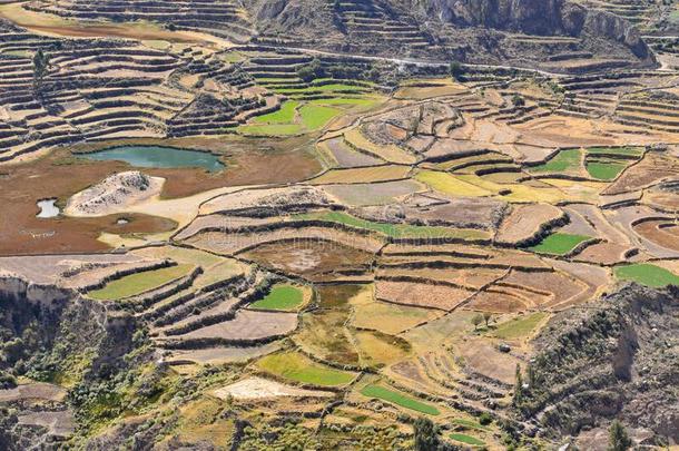 一看法关于教养<strong>台阶</strong>在科尔卡峡谷,奇瓦伊,秘鲁