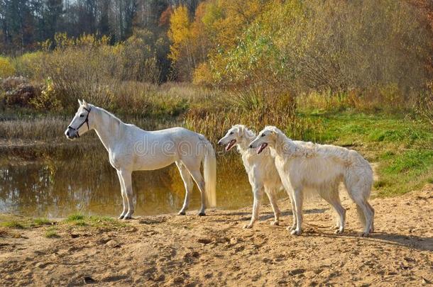 美丽的俄国的俄国狼狗公狗和白色的马