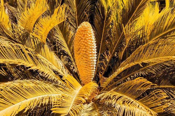 金色的热带的叶子设计原理,金叶子关于热带的人名