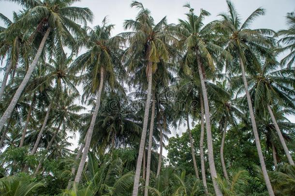 热带的丛林风景和高的手掌树在指已提到的人热带的