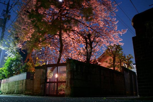 影像关于出行向看见樱桃花在夜
