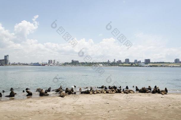 南方美国人海狮子,奥塔里亚淡黄色的,储备关于指已提到的人港口