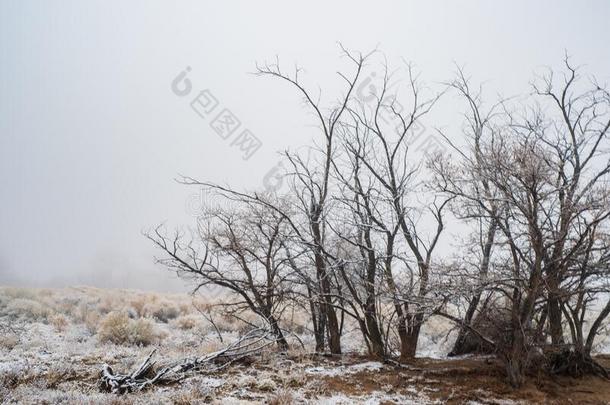 光秃秃的冬树采用下雪的沙漠植物和山谷雾