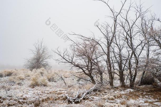 光秃秃的冬树采用下雪的沙漠植物和山谷雾