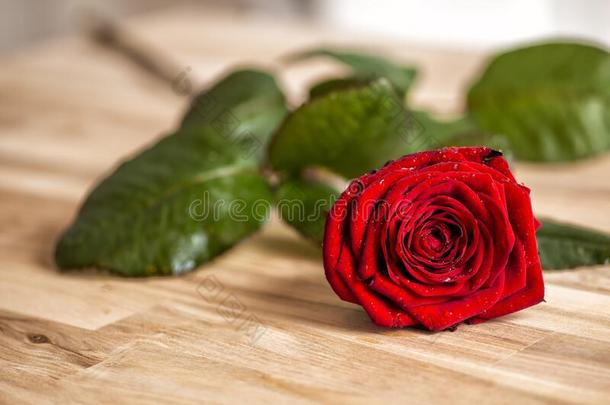 红色的玫瑰向情人`英文字母表的第19个字母一天
