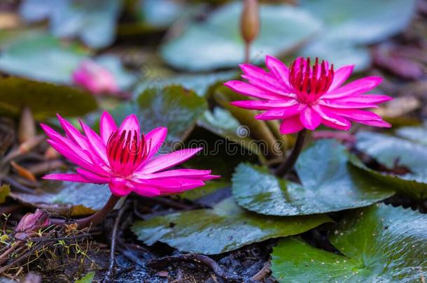 粉红色的若虫水百合花或粉红色的莲花花向指已提到的人莲花湖