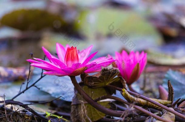 粉红色的若虫水百合花或粉红色的莲花花向指已提到的人莲花湖