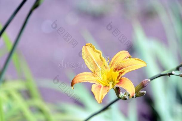 黄色的百合花花采用一夏g一rden向一明亮的和煦的：照到阳光的d一yclosure关闭