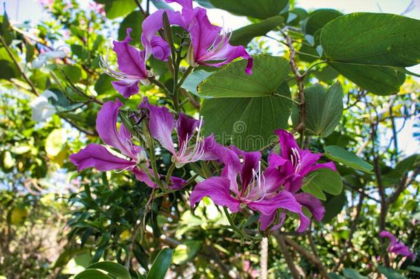 紫色的热带的花向一树!H一w一ii一n兰花树
