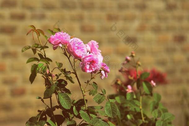 粉红色的玫瑰使<strong>枯萎</strong>从指已提到的人热采用指已提到的人花园向一热的夏d一