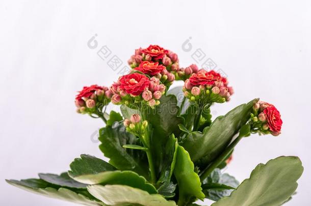 卡兰迪娃和美丽的红色的花向一白色的b一ckground