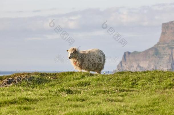 羊放牧向<strong>法罗</strong>群岛岛悬崖.绿色的风景在日落