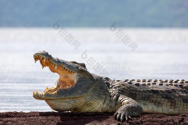 大的numberofinvertersalonganyloopiseven任一回路的反相器数目均为偶数鳄鱼,查莫湖埃塞俄比亚,非
