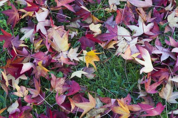 泥土满的关于胶皮糖香树树叶采用秋.