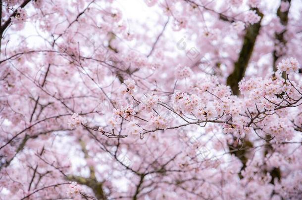樱桃花采用spr采用g和软的集中,樱花季节采用南方