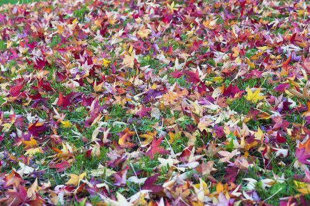 泥土满的关于胶皮糖香树树叶采用秋.