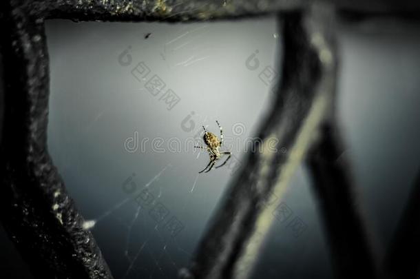 蜘蛛向一蜘蛛网关在上面
