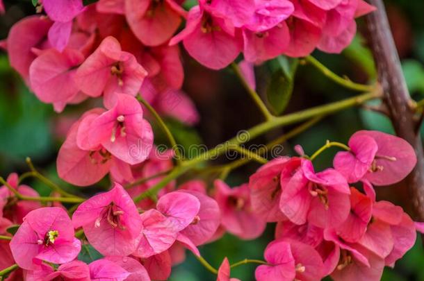 宏指令特写镜头关于粉红色的叶子花属花和花瓣盛开的