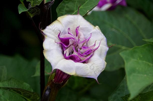一白色的和紫色的曼陀罗属的植物黑醋栗旋<strong>转角</strong>关于丰富流