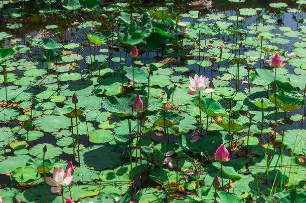 莲花池塘和阳光.花关于指已提到的人佛象征