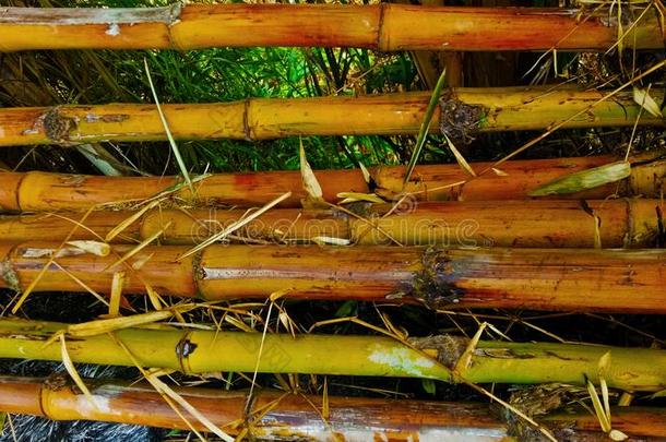影像关于竹子栅栏背景
