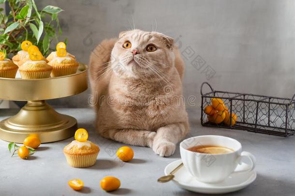 有趣的猫和一杯子关于te一一nd松饼.漂亮的猫.海报,欢迎