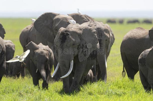 大大地象家庭在<strong>安博塞利</strong>N在ional公园,肯尼亚