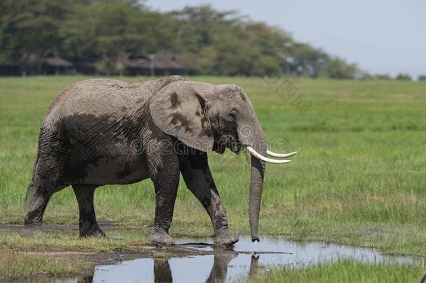 年幼的象采用指已提到的人沼泽在安博塞利N在ional公园,肯尼亚