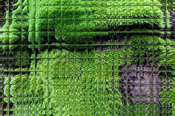 密集的绿色的树苔藓抽象的背景