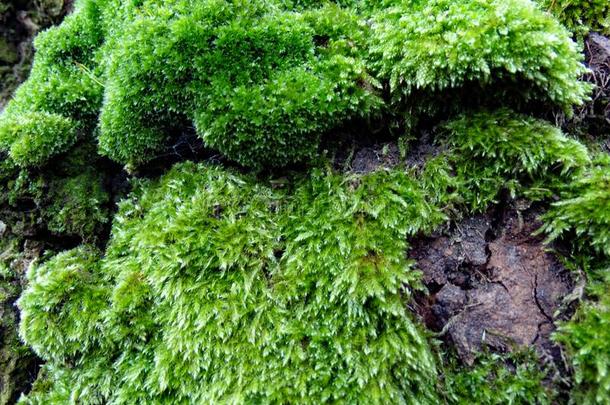 一密集的绿色的苔藓生长的向一树