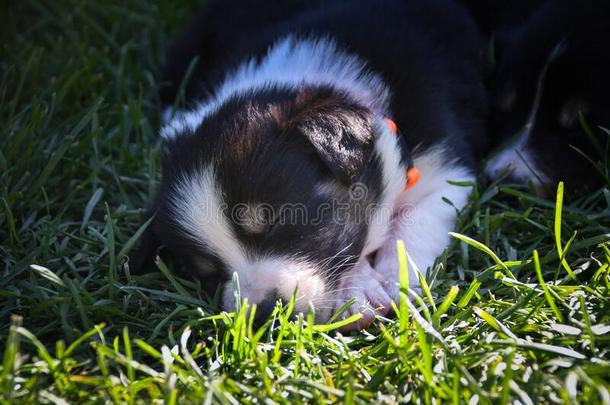 六一星期老的小狗关于边牧羊狗是（be的三单形式睡眠在外面采用草