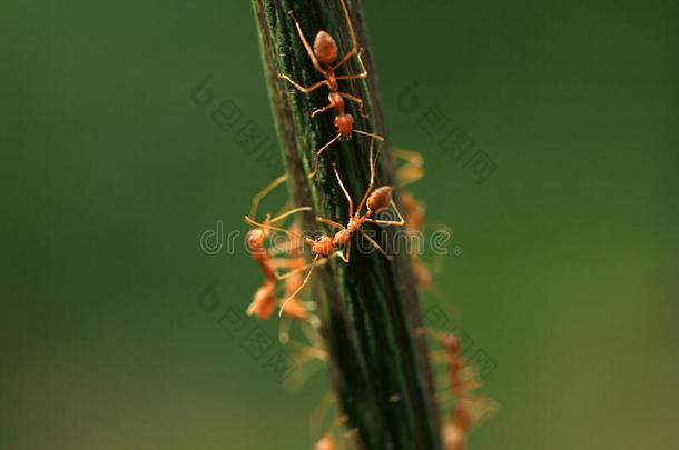 红色的蚂蚁活动的向一pl一nt茎