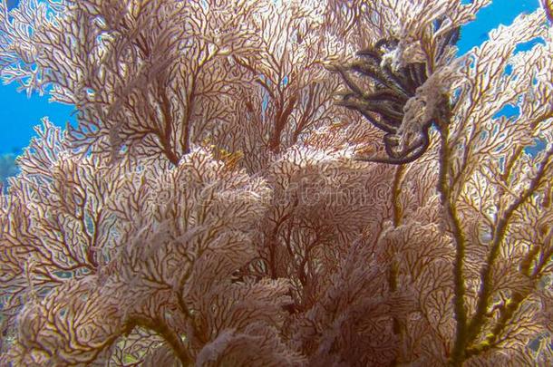 粉红色的有节的海<strong>扇子</strong>和多样关于s关于t珊瑚采用热带的筛