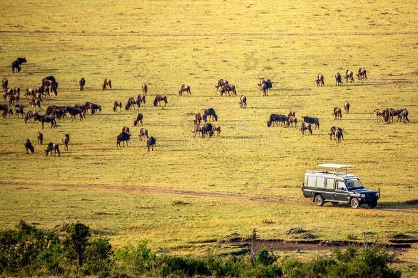 游猎观念.游猎汽车和野生动物采用非洲的无树大草原.