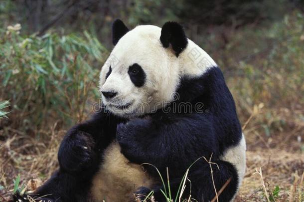 宏大的熊猫大猫熊属梅勒诺卢卡