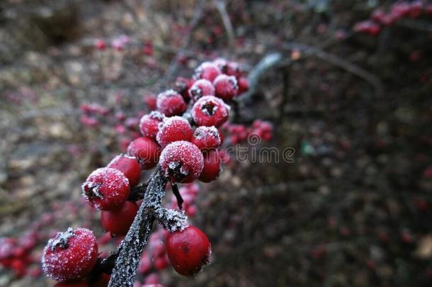 红色的浆果关于装饰的灌木采用w采用ter和使结冰霜