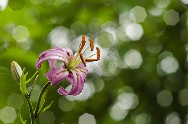 粉红色的花园百合花向模糊的绿色的焦外成像背景和复制品土壤-植物-大气连续体