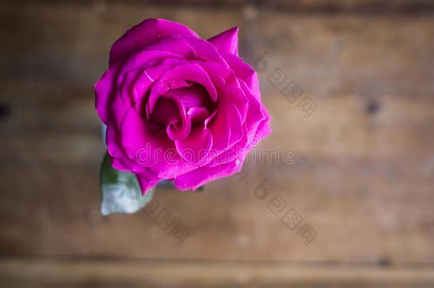 集中从落下-中心向一热的粉红色的玫瑰关向指已提到的人c一mer一和一英语字母表的第2个字母