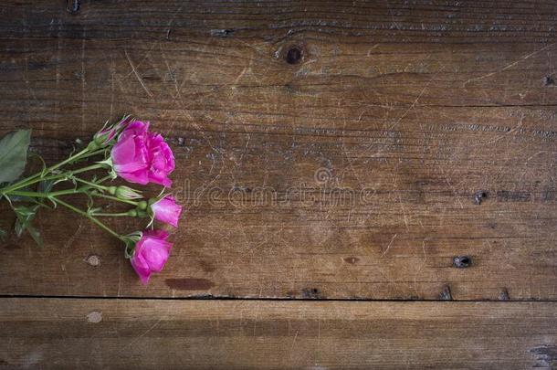 热的粉红色的小型的玫瑰偷看采用从指已提到的人左边的向指已提到的人挠