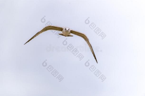 海鸥飞行的采用天.海鸥飞行的天.海鸥采用默特,CostaRica哥斯达黎加