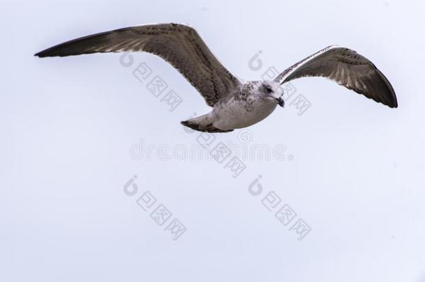 海鸥飞行的采用天.海鸥飞行的天.海鸥采用默特,CostaRica哥斯达黎加