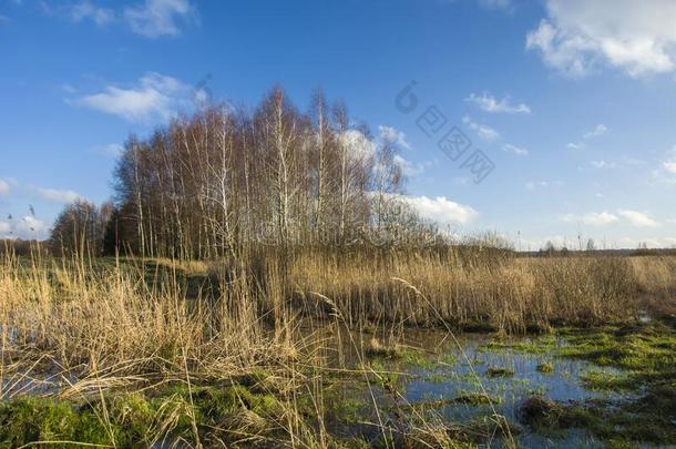 沼泽,<strong>芦苇</strong>反对指已提到的人树和白色的云向一蓝色天