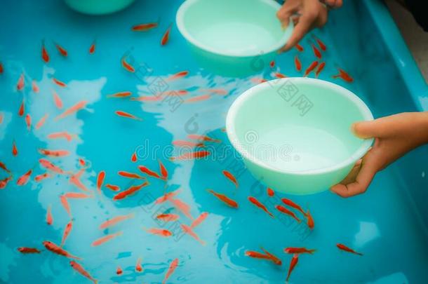 影像关于金鱼拯救关于夏节日
