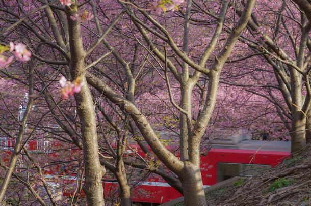 樱花河津关于三井根