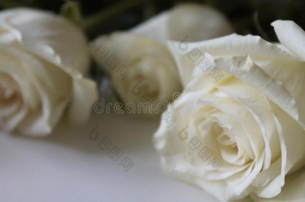 束关于白色的玫瑰关在上面向空白的表面