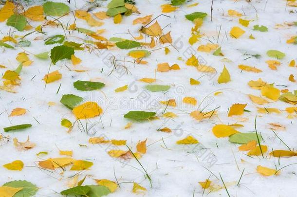 指已提到的人第一雪,晚的秋,秋树叶向指已提到的人雪.雪fall