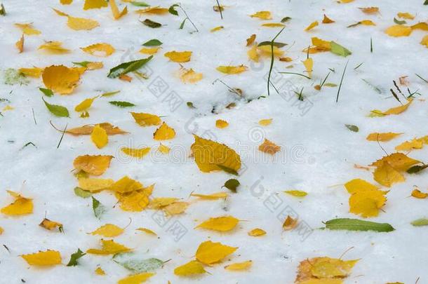 指已提到的人第一雪,晚的秋,秋树叶向指已提到的人雪.雪fall