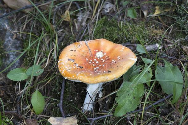 一有毒的蘑菇采用指已提到的人灌木