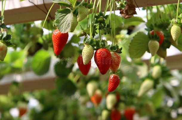 多汁的和甜的草莓成熟采用一月采用指已提到的人内盖夫design设计